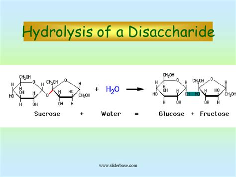 hydrolysis of disaccharides and polysaccharides